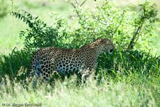leopard (32 von 60).jpg